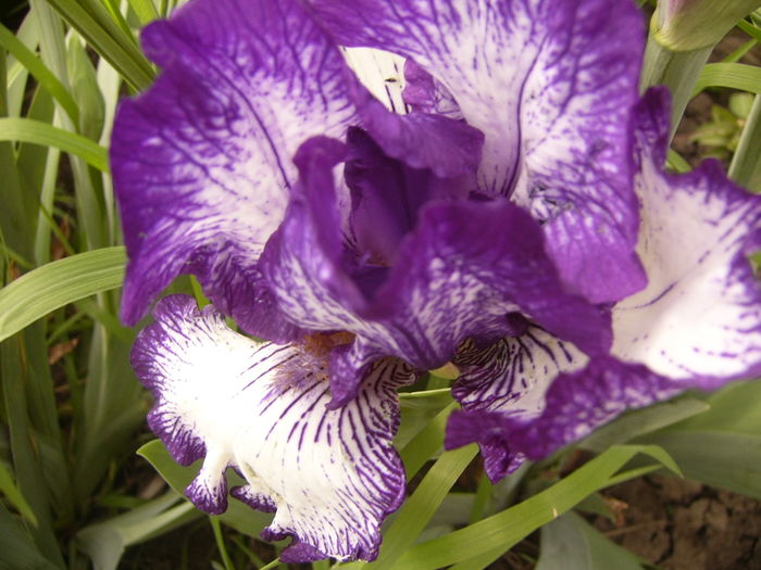 P1250245 - ANUL 2016 FLORI