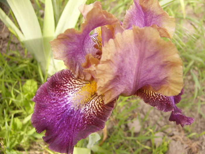 P1250246 - ANUL 2016 FLORI