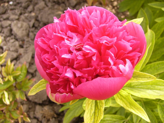 Paeonia Rubra Plena - ANUL 2016 FLORI