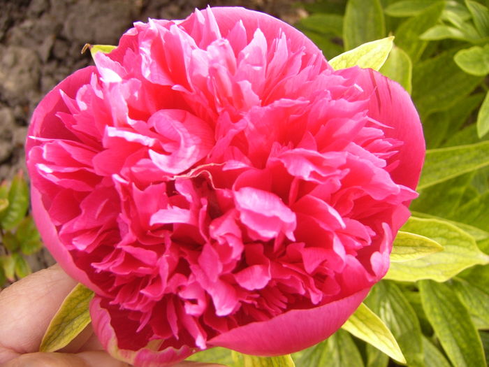 P1250250 - ANUL 2016 FLORI