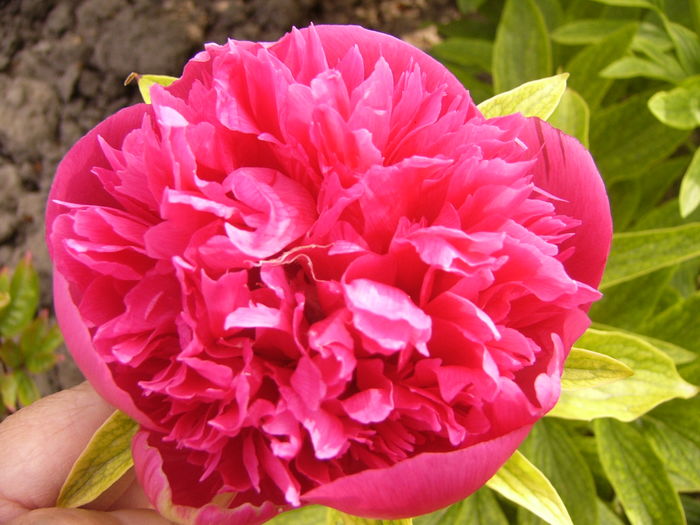 P1250251 - ANUL 2016 FLORI