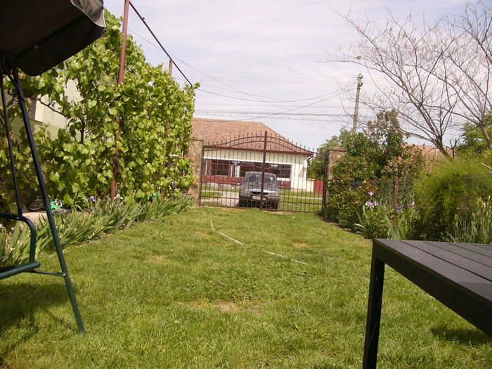 P1250252 - ANUL 2016 FLORI