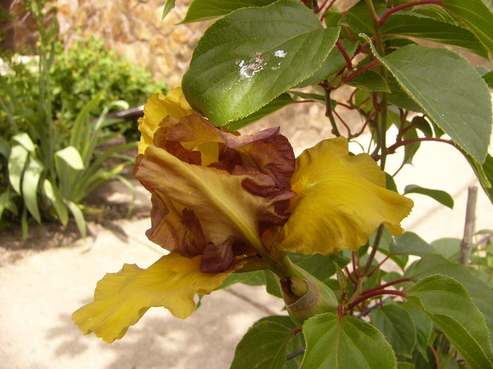 Iris John - ANUL 2016 FLORI