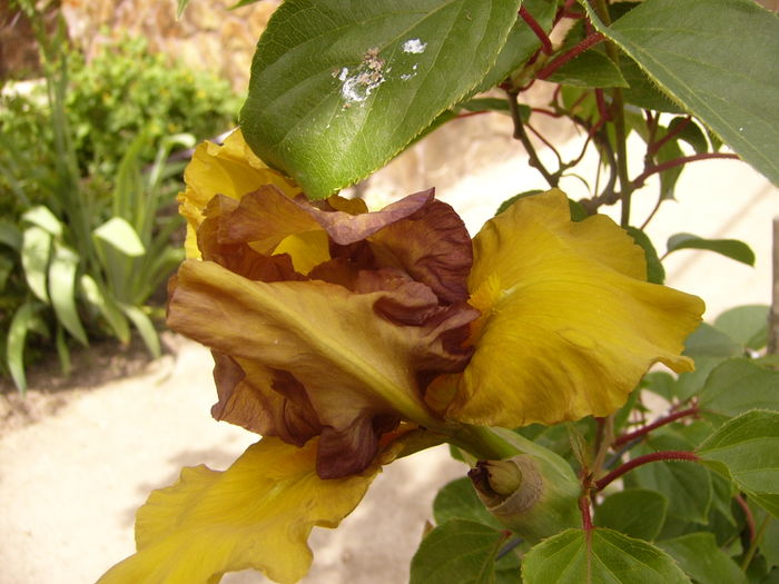 P1250257 - ANUL 2016 FLORI