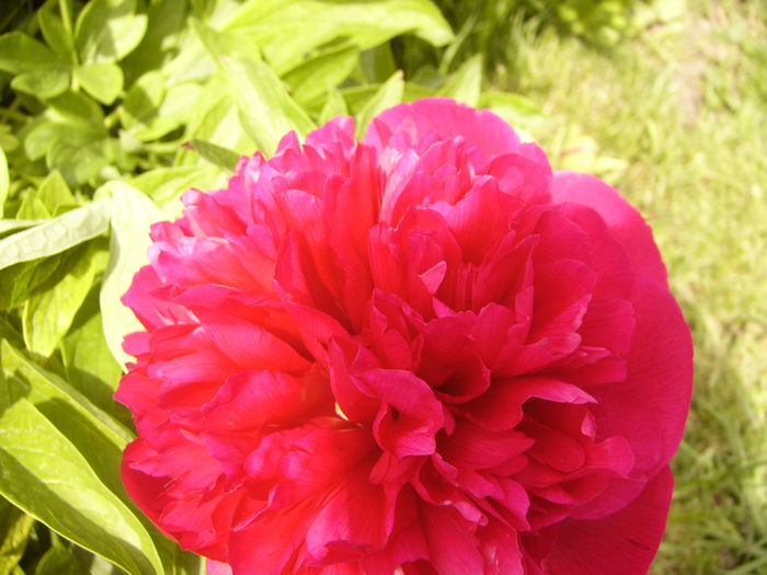 P1250258 - ANUL 2016 FLORI