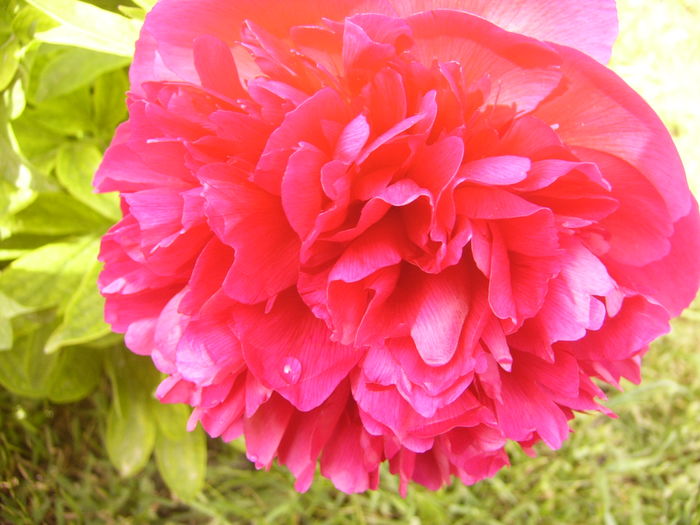 P1250261 - ANUL 2016 FLORI