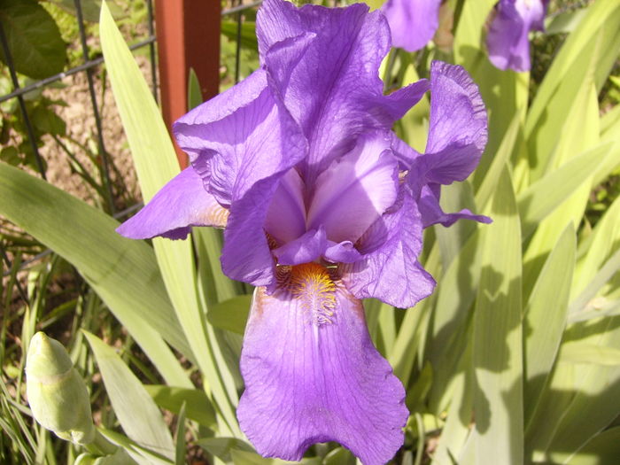 Iris Blue Crusader - ANUL 2016 FLORI