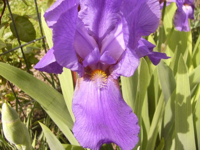 P1250263 - ANUL 2016 FLORI