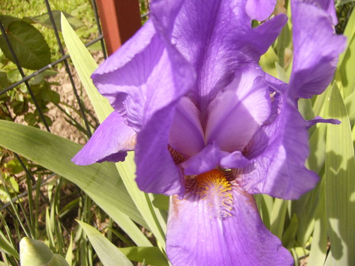 P1250266 - ANUL 2016 FLORI