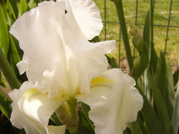 P1250267 - ANUL 2016 FLORI