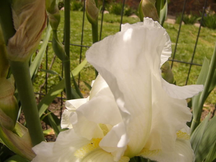 Iris Lacy Snowflake - ANUL 2016 FLORI