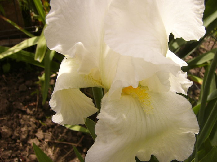 P1250271 - ANUL 2016 FLORI