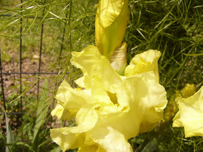 P1250273 - ANUL 2016 FLORI