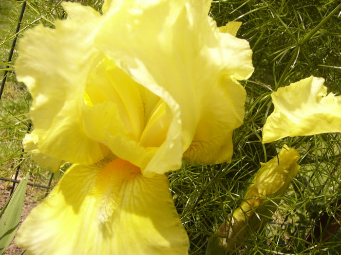 P1250275 - ANUL 2016 FLORI