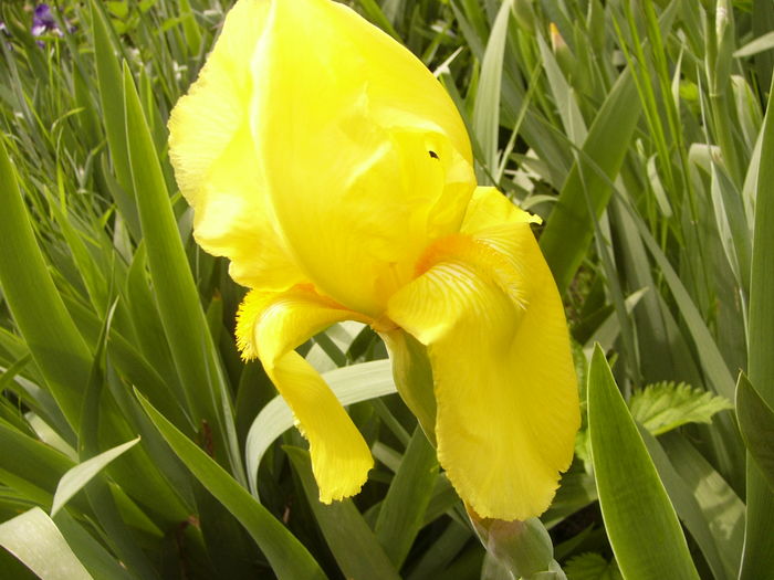 P1250277 - ANUL 2016 FLORI