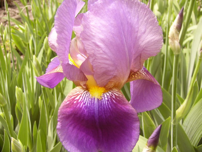 P1250280 - ANUL 2016 FLORI