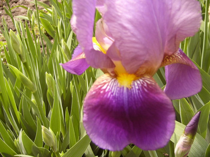 P1250281 - ANUL 2016 FLORI