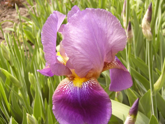 P1250282 - ANUL 2016 FLORI