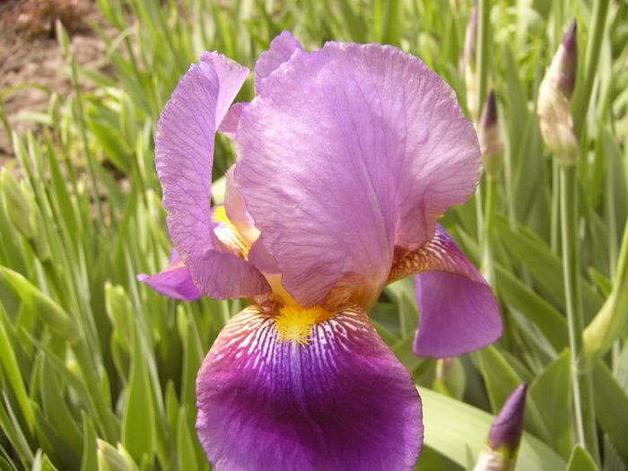 P1250283 - ANUL 2016 FLORI