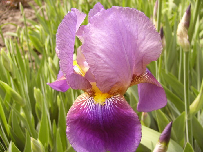 P1250284 - ANUL 2016 FLORI