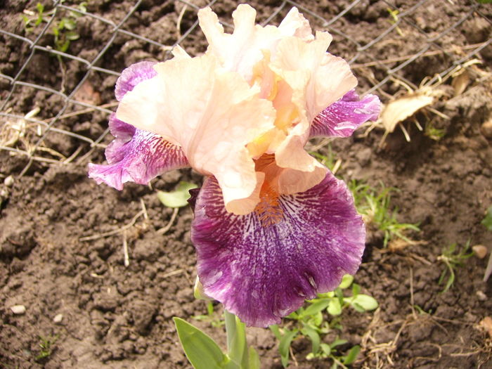 P1250287 - ANUL 2016 FLORI