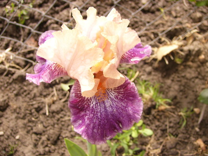 P1250288 - ANUL 2016 FLORI