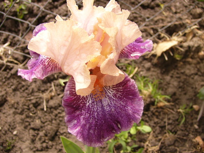 P1250289 - ANUL 2016 FLORI