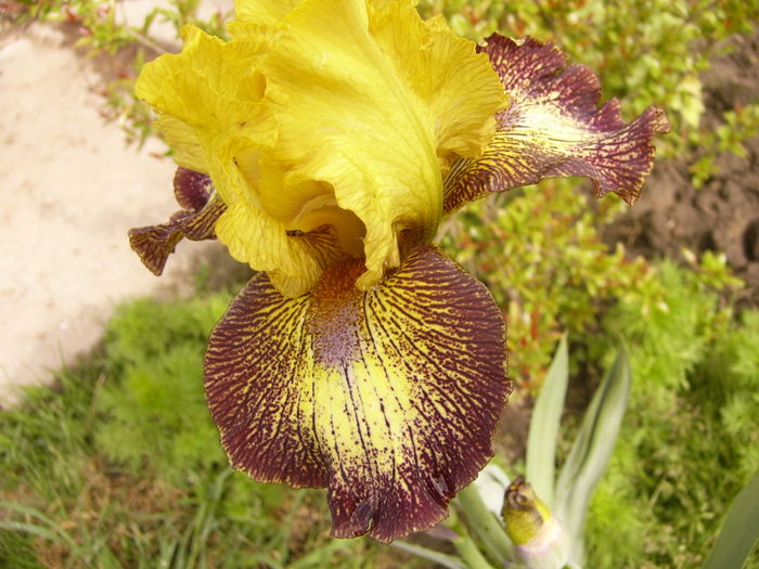 P1250291 - ANUL 2016 FLORI