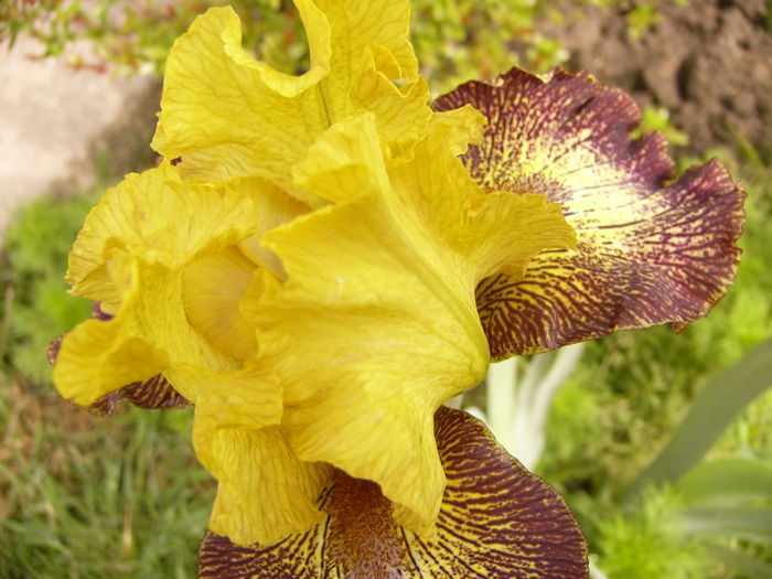 Iris Petit Tigre - ANUL 2016 FLORI