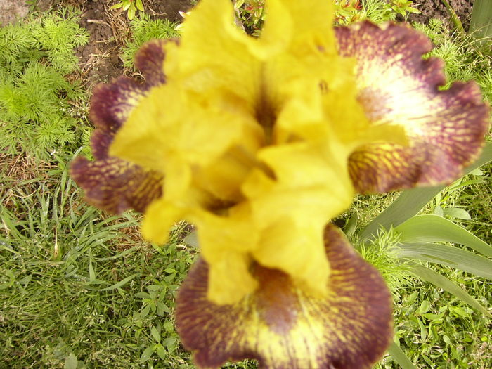 P1250294 - ANUL 2016 FLORI