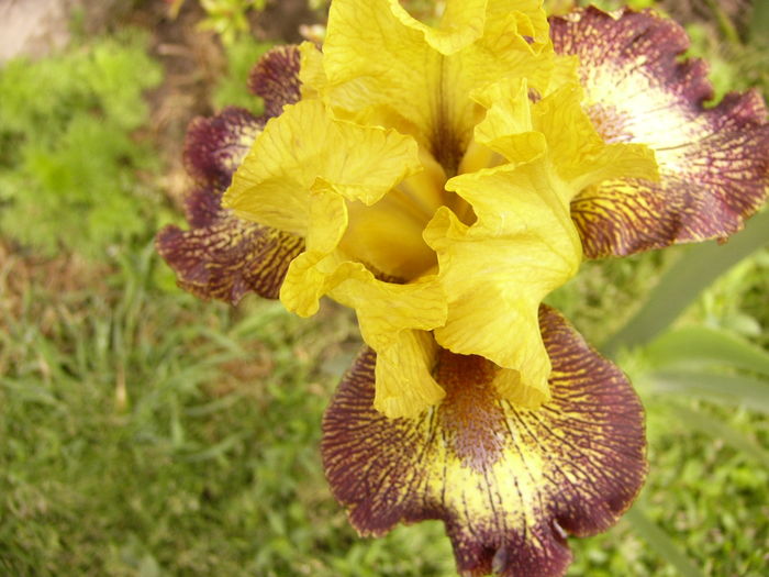 P1250295 - ANUL 2016 FLORI