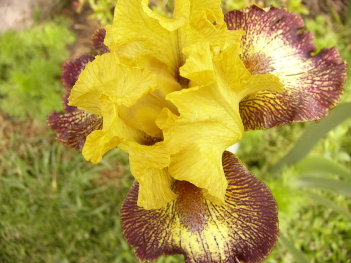 P1250296 - ANUL 2016 FLORI