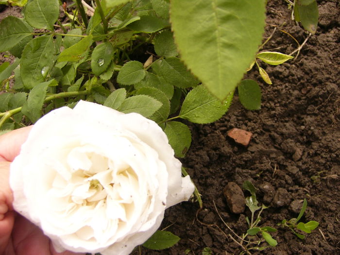 P1250297 - ANUL 2016 FLORI