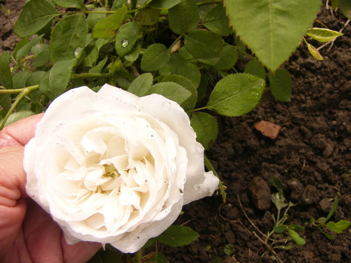 P1250299 - ANUL 2016 FLORI