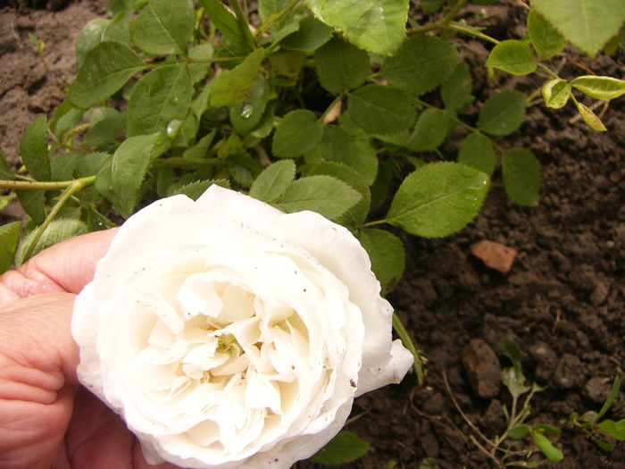 P1250301 - ANUL 2016 FLORI