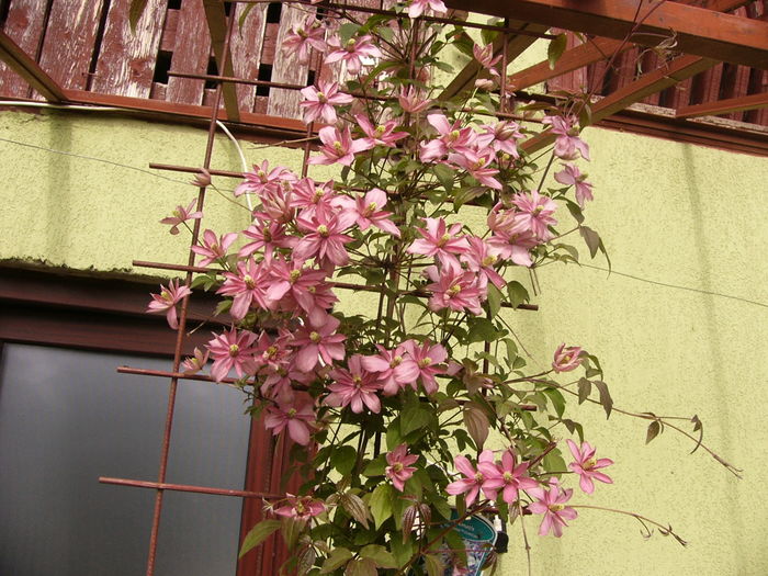 Clematis Montana Broughton Star - ANUL 2016 FLORI
