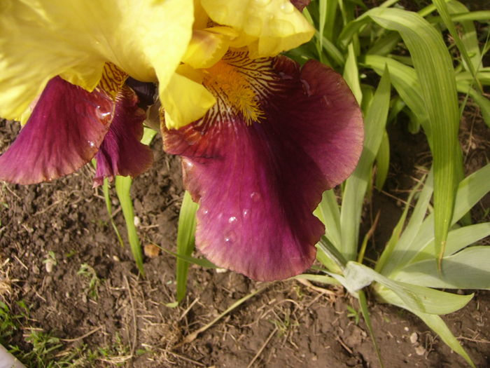 Iris In the town - ANUL 2016 FLORI