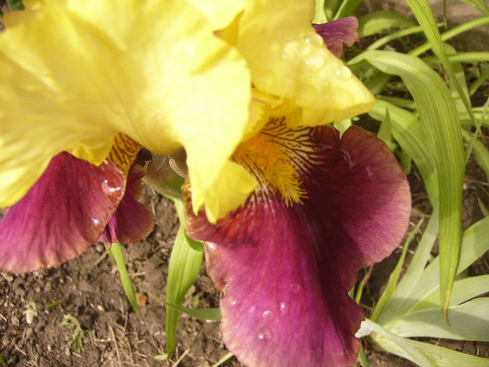 P1250307 - ANUL 2016 FLORI