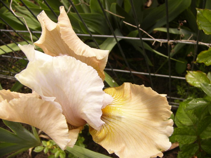 iris Champagne Elegance - ANUL 2016 FLORI