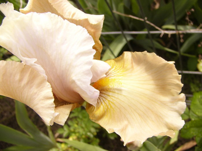 P1250309 - ANUL 2016 FLORI