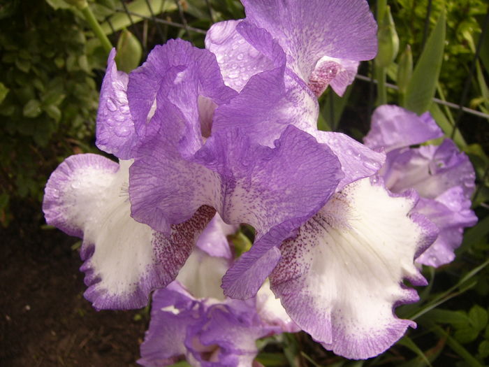 P1250312 - ANUL 2016 FLORI