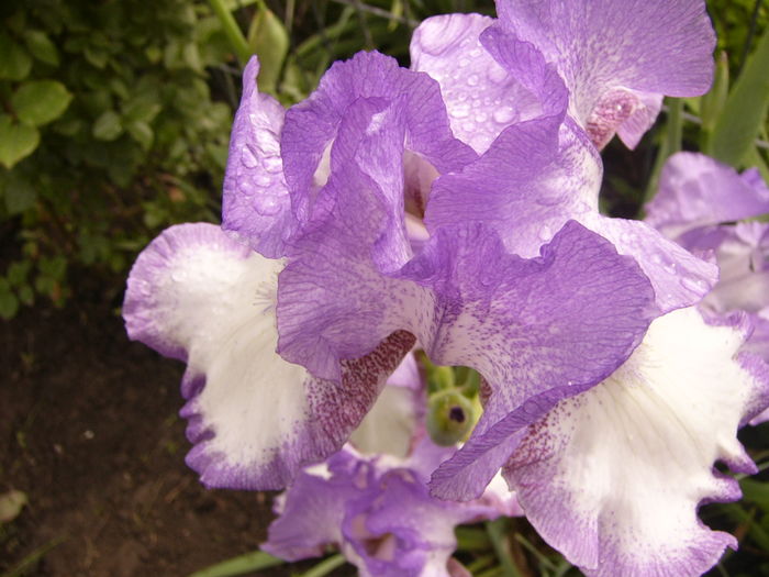 P1250313 - ANUL 2016 FLORI