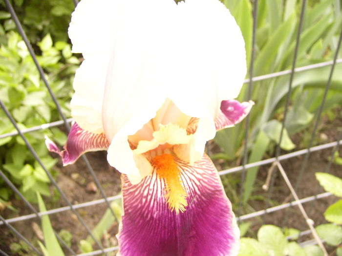 P1250315 - ANUL 2016 FLORI