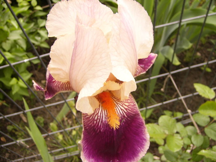 P1250316 - ANUL 2016 FLORI