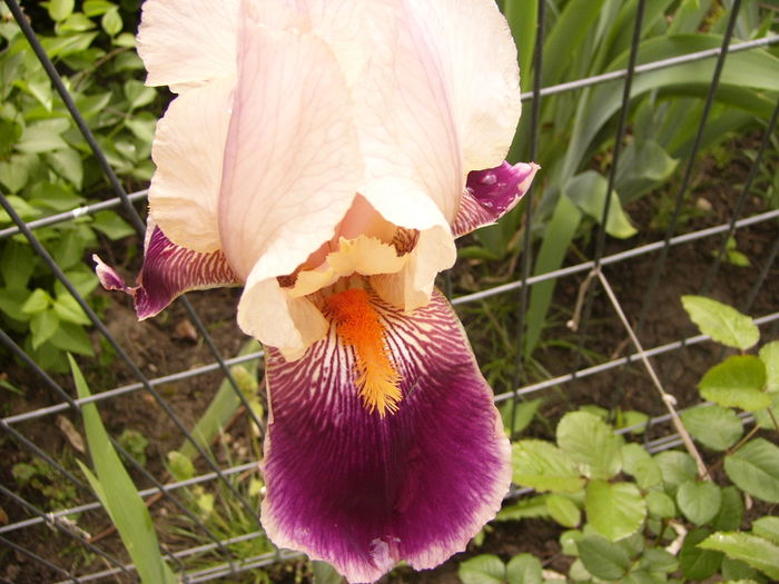 P1250317 - ANUL 2016 FLORI