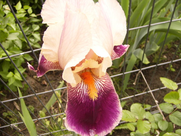 P1250318 - ANUL 2016 FLORI