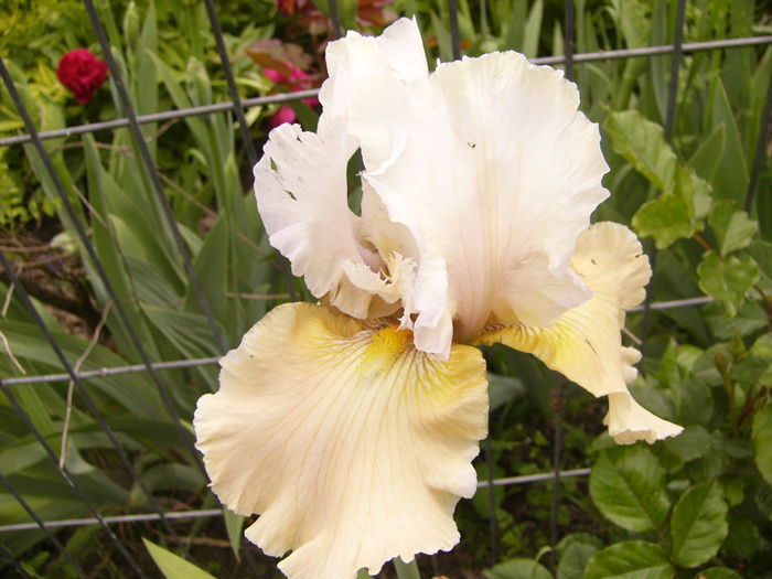 P1250320 - ANUL 2016 FLORI