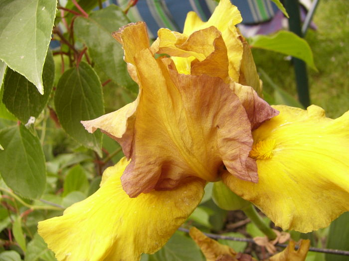 P1250333 - ANUL 2016 FLORI