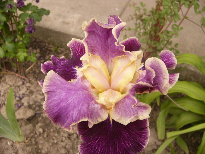 Iris World Spirite - ANUL 2016 FLORI