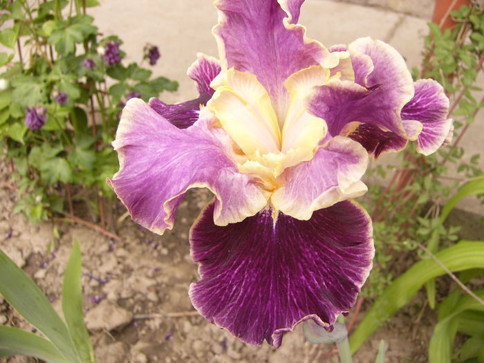 P1250336 - ANUL 2016 FLORI